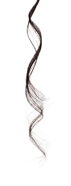 흰색 절연 곱슬 갈색 머리 — 스톡 사진