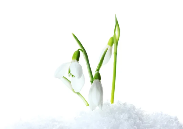 Красиві проліски в снігу ізольовані на білому — стокове фото