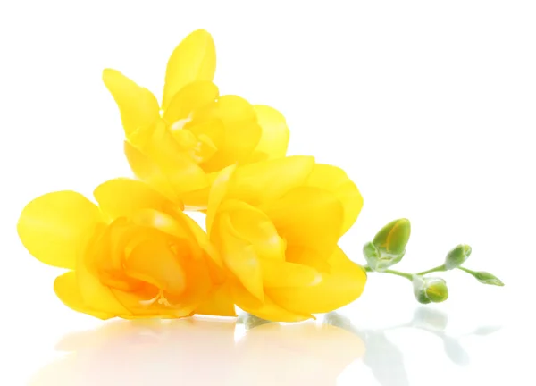 Krásná žlutá frézie izolovaných na bílém — Stock fotografie