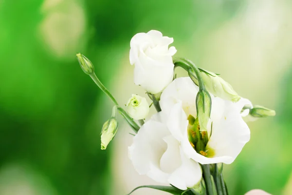 Piękne wiosenne kwiaty na zielonym tle — Zdjęcie stockowe