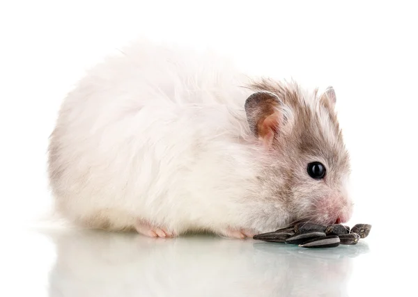 Niedlichen Hamster essen Sonnenblumenkerne isoliert weiß — Stockfoto