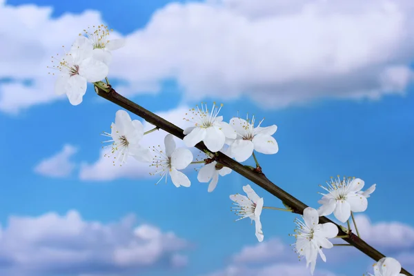 蓝蓝的天空背景上的美丽樱花 — 图库照片