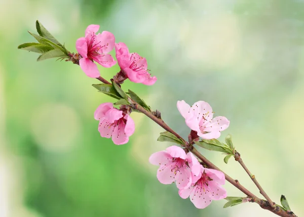 Hermosa flor de melocotón rosa sobre fondo verde —  Fotos de Stock