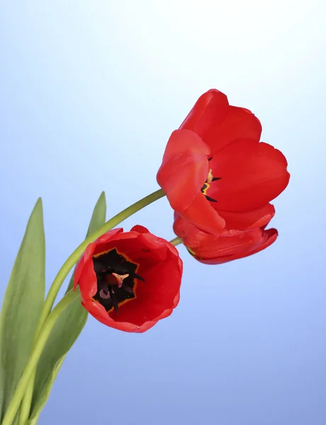 Vakre tulipaner på blå bakgrunn – stockfoto