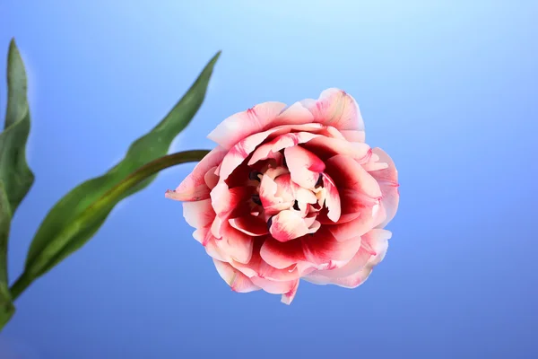 Hermoso tulipán sobre fondo azul — Foto de Stock