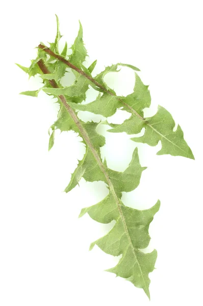 Листья одуванчика изолированы на белом — стоковое фото