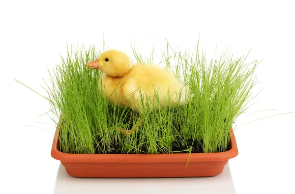 Duckling in green grass isolated on white — Stock Photo, Image