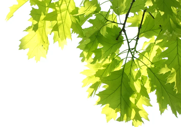 Maple leaves in park Stock Picture