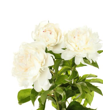 güzel peonies üzerinde beyaz izole