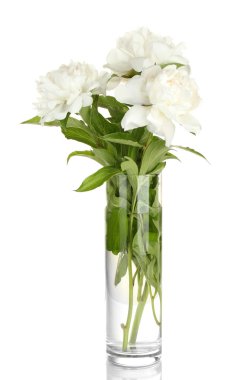 Beautiful white peonies in glass vase with bow isolated on white clipart