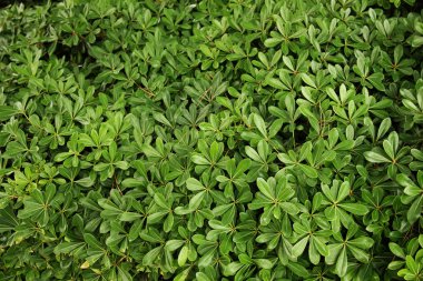 Park bush yakın çekim