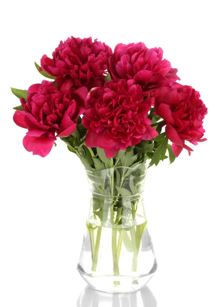 Beautiful pink peonies in glass vase with bow isolated on white — Stock Photo, Image