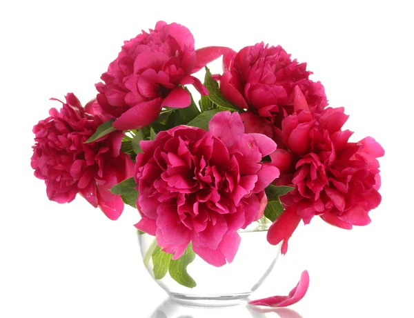 Belle peonie rosa in vaso di vetro isolato su bianco — Foto Stock