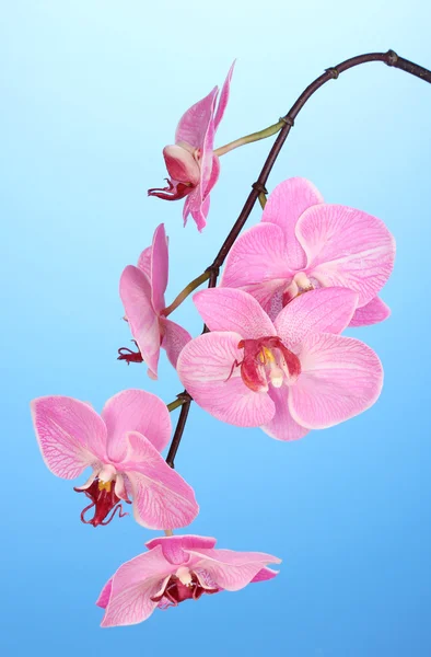 Orquídea florescente bonita no fundo azul — Fotografia de Stock