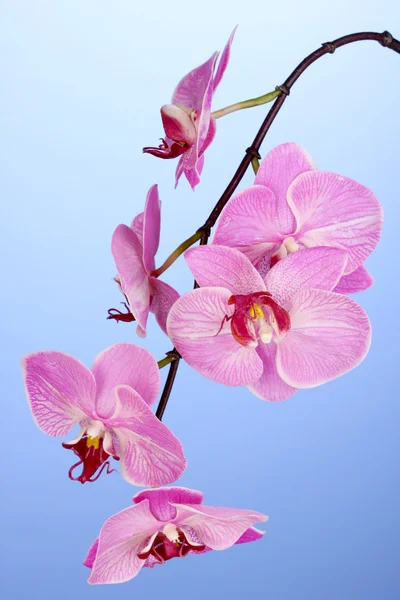 Krásné kvetoucí orchidej na modrém pozadí — Stock fotografie