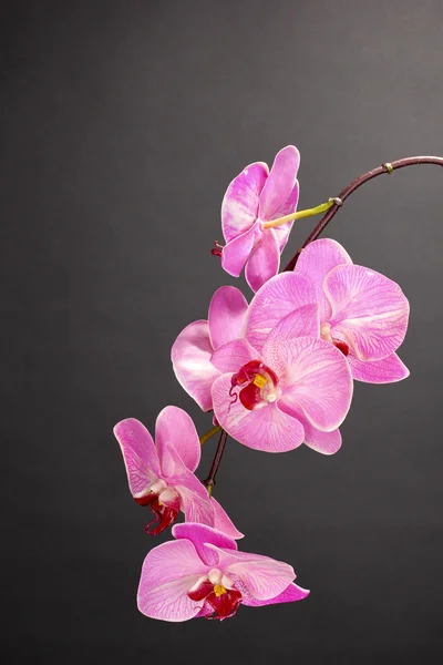 stock image Beautiful blooming orchid on grey background