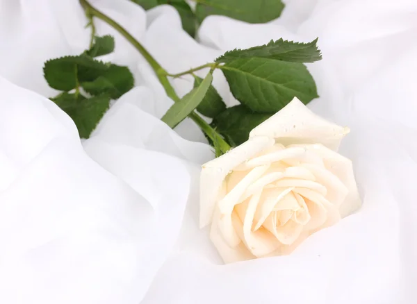 흰색 옷감에 아름 다운 장미 — 스톡 사진