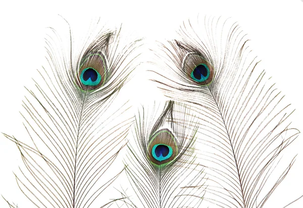 Penas de pavão no fundo branco — Fotografia de Stock