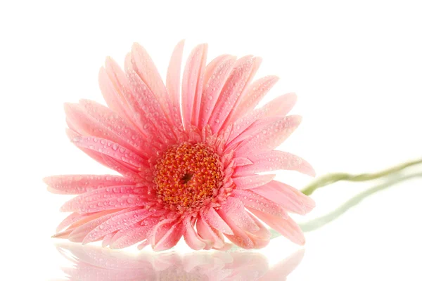 Hermosa gerbera rosa con gotas aisladas en blanco — Foto de Stock