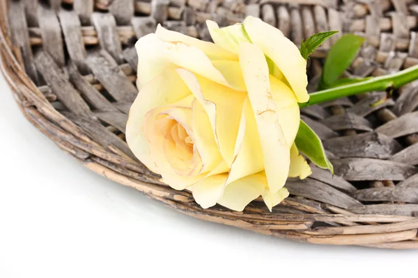 Nádherná růže na proutěné podložce izolované na bílém — Stock fotografie