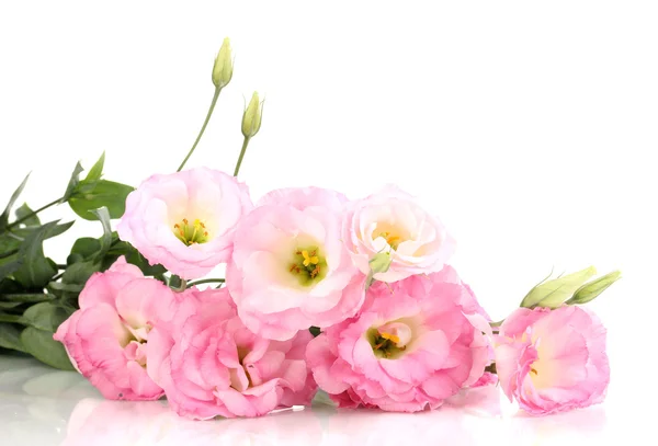 stock image Bouquet of eustoma flowers, isolated on white