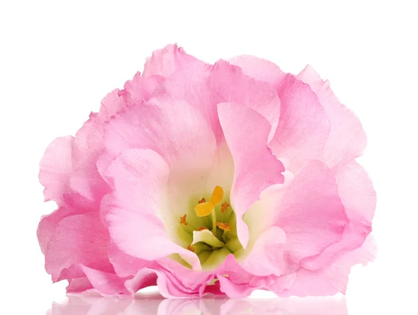Розовый цветок эустомы изолирован на белом — стоковое фото
