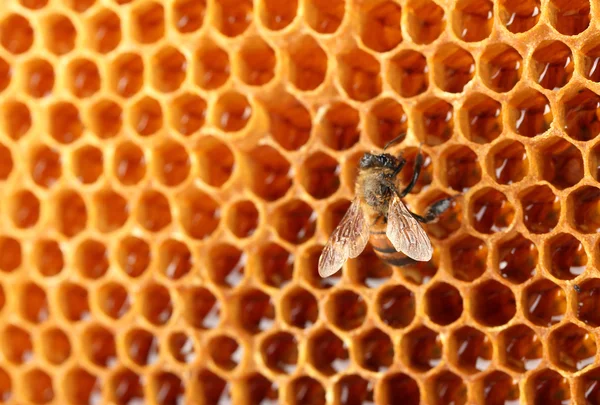 Amarillo hermoso panal con miel y abeja, fondo — Foto de Stock
