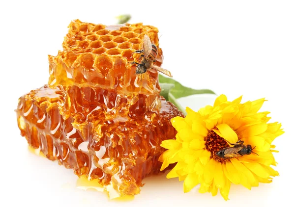 蜂蜜、蜂と花、白で隔離される甘いハニカム — ストック写真