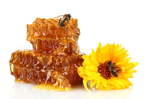 Zoete honingraat met honing, honingbij en bloem, geïsoleerd op wit — Stockfoto