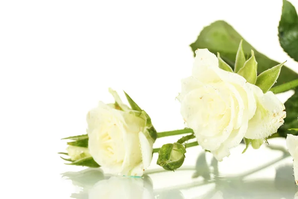 Schöne weiße Rosen auf weißem Hintergrund in Nahaufnahme — Stockfoto
