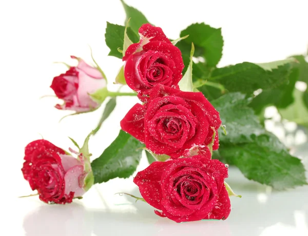 Hermosas rosas vinosas sobre fondo blanco de cerca —  Fotos de Stock