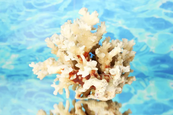 Morskich koralowców na szczegół tło woda — Zdjęcie stockowe