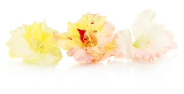 Beautiful buds of colorful gladiolus isolated on white close-up — Stock Photo, Image
