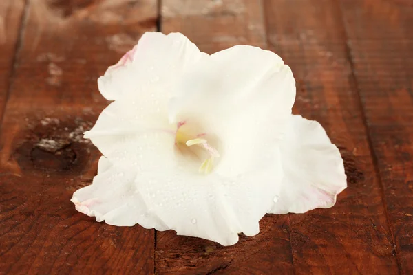 Beau bourgeon de gladiolus blanc sur fond bois gros plan — Photo