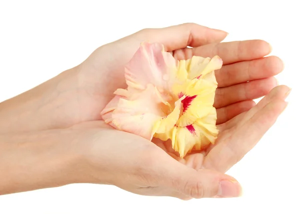 Woman's hand holding a bud of gladiolus on white background close-up — Stock Photo, Image