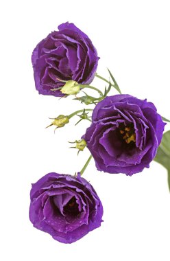 Purple eustoma on white background