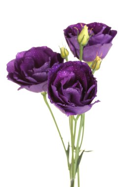 Purple eustoma on white background