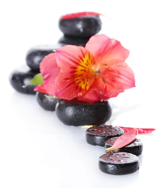 Pierres de spa avec gouttes, fleur rouge et pétales isolés sur blanc — Photo