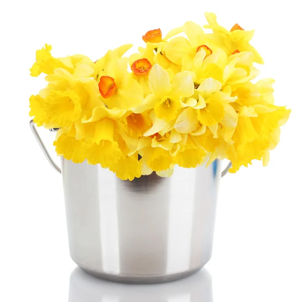 Hermosos narcisos amarillos en un cubo aislado en blanco —  Fotos de Stock