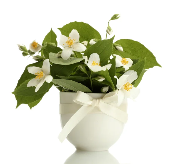 Mooie jasmijn bloemen in vaas geïsoleerd op wit — Stockfoto