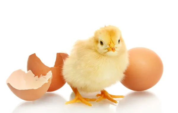 Bellissimo piccolo pollo, uovo e guscio d'uovo isolato sul bianco — Foto Stock