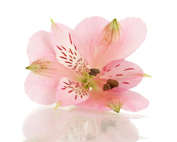 흰색 절연 alstroemeria 핑크 꽃 — 스톡 사진