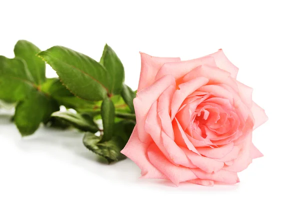 Rosa rosa isolado no branco — Fotografia de Stock