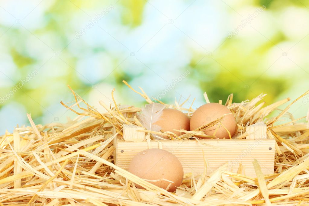 Brown eggs in a wooden box on straw on green background