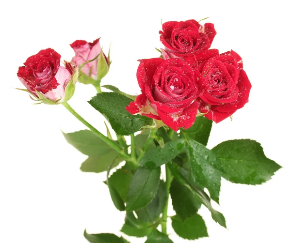Belle rose vinose su sfondo bianco primo piano — Foto Stock
