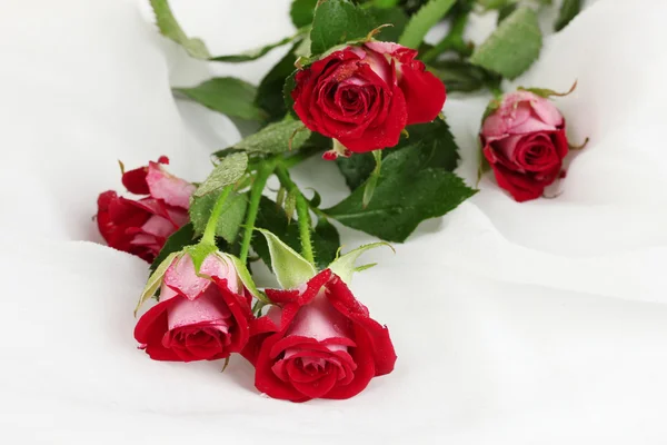 Hermosas rosas vinosas en primer plano de gasa blanca —  Fotos de Stock