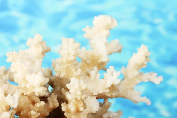 Tengeri korall a víz hátterét zár-megjelöl — Stock Fotó