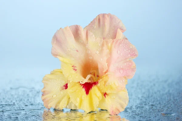 Beautiful bud of yellow-pink gladiolus on blue background close-up — Stock Photo, Image