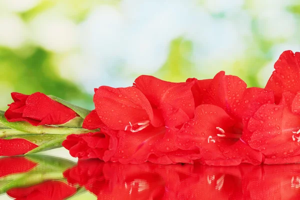 Ramo de gladiolus vermelho no fundo verde close-up — Fotografia de Stock
