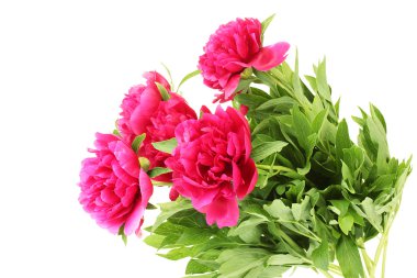 güzel pembe peonies üzerinde beyaz izole